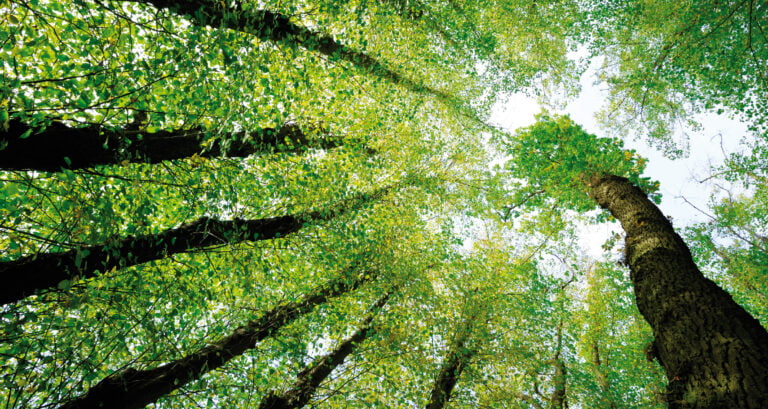 Microsoft y la revolución de la captura de carbono: Un futuro más verde