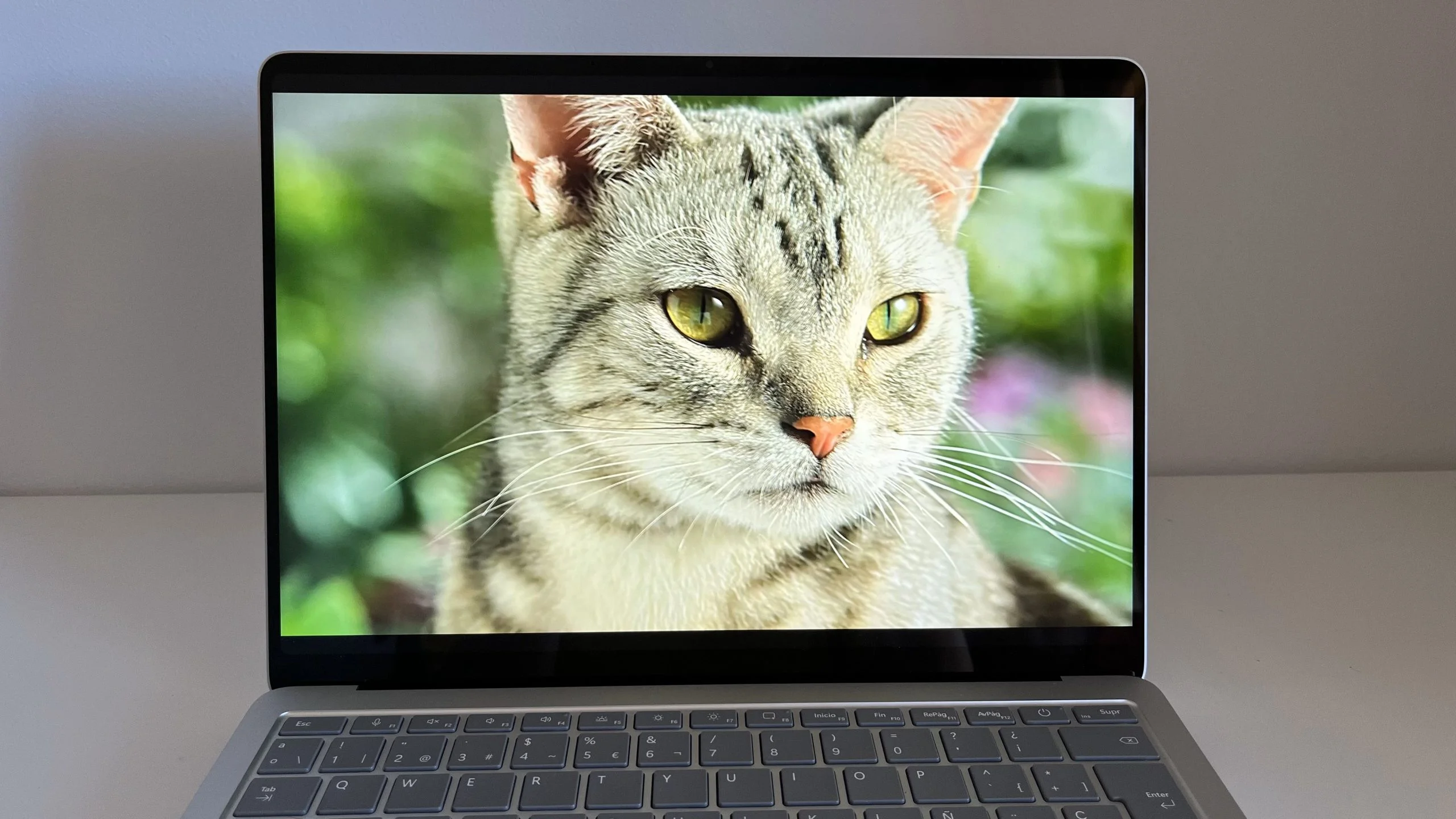 Imagen de un gato en alta definición en la Surface Laptop 7